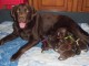 Chiots LABRADORS Marron -LOF