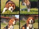 Dons Chiots Beagle Disponibles Femelles et M&acirc;les