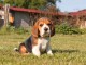 Dons Chiots Beagle Disponibles Femelles et M&acirc;les