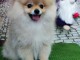 Spitz de Pom&eacute;ranie chiot