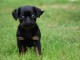 Chiots Petit braban&ccedil;on disponibles de suite 