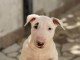 Bull terrier chiots &agrave; vendre