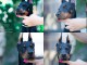 Dobermann chiots &agrave; vendre