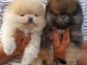 Pom&eacute;ranien chiots &agrave; vendre
