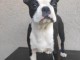 Boston Terrier chiot a vendre