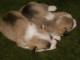 Welsh Corgi Pembroke chiots