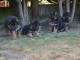 Superbes chiots de pure race Berger allemand
