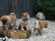 Chiots Shiba Inu M&acirc;le Et Femelle