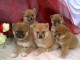 Chiots Shiba Inu m&acirc;les et femelles LOF 