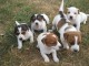 Chiots jack russel m&acirc;les et femelles 