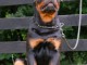Rottweiler chiots &agrave; vendre
