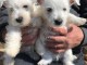magnifiques chiots westie