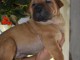 Shar Pe&iuml; chiots &agrave; vendre