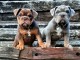 Bulldog anglais chiots &agrave; vendre