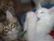 Chatons main coon &agrave; donner 