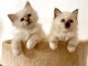 magnifiques chaton sacr&eacute; de birmanie &acirc;g&eacute;s de 3 mois.