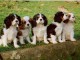 Chiots Cavalier King Charles