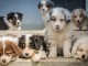 chiots Berger Australien