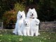 Chiots type Samoy&egrave;de....