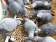 18 magnifiques b&eacute;b&eacute;s perroquets gris du Gabon