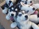 Chiots Husky Sib&eacute;rien 