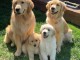 Magnifiques Chiots D&rsquo;apparence Goldens Retriever 