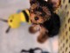 Chiots Yorkies pour l.adoption male et femelle 