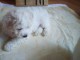 Bichon Fris&eacute; chiots &agrave; vendre
