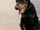 Dobermann chiots &agrave; vendre
