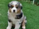 jolie chiot berger australien a adopte