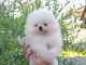 Spitz de Pom&eacute;ranie chiots