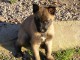 Chiots Berger Malinois