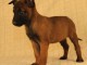 Chiots Berger Malinois 