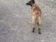 A donner magnifique chiots Berger malinois