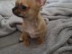 bebe chiot chihuahua a donner