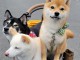 Chiots d&rsquo;apparence Shiba Inu