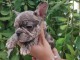 Bulldog fran&ccedil;ais chiots