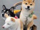 Chiots d&rsquo;apparence Shiba Inu 