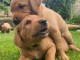 Magnifique chiot labrador &agrave; adopter