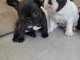 Chiots Bouledogue fran&ccedil;ais a donner