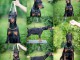 Chiots Dobermann &agrave; vendre