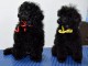 Caniche Toy chiots &agrave; vendre