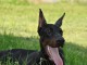 Dobermann chiots &agrave; vendre