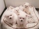 Magnifiques chiots spitz nain pom&eacute;ranien