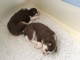 A donner chiots Husky de Sib&eacute;rien