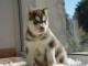 A donner Superbes Chiots Husky de Sib&eacute;rien Pure Race