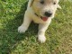 jolie chiot Golden Retriever a donne