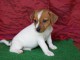tres jolie jack russell contre un bon soin