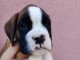 Boxeur chiots &agrave; vendre