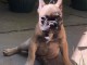 Bulldog fran&ccedil;ais &agrave; vendre
